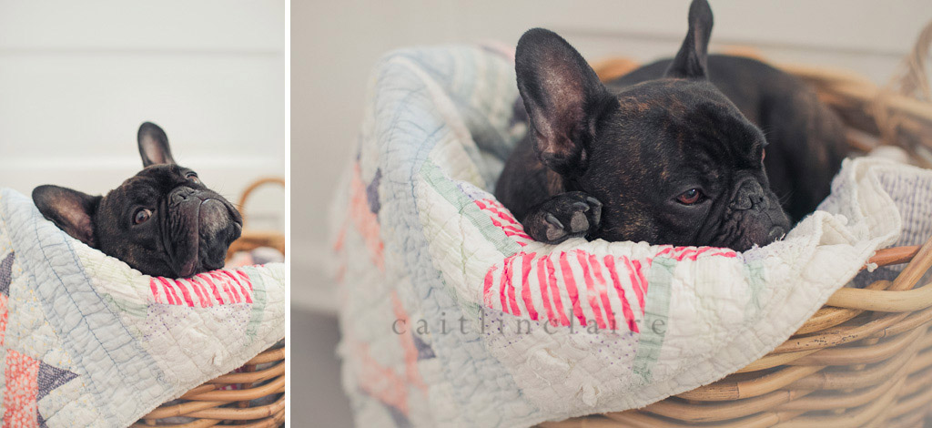 Caitlin_Claire_Studio_Photography_French_Bulldog_04