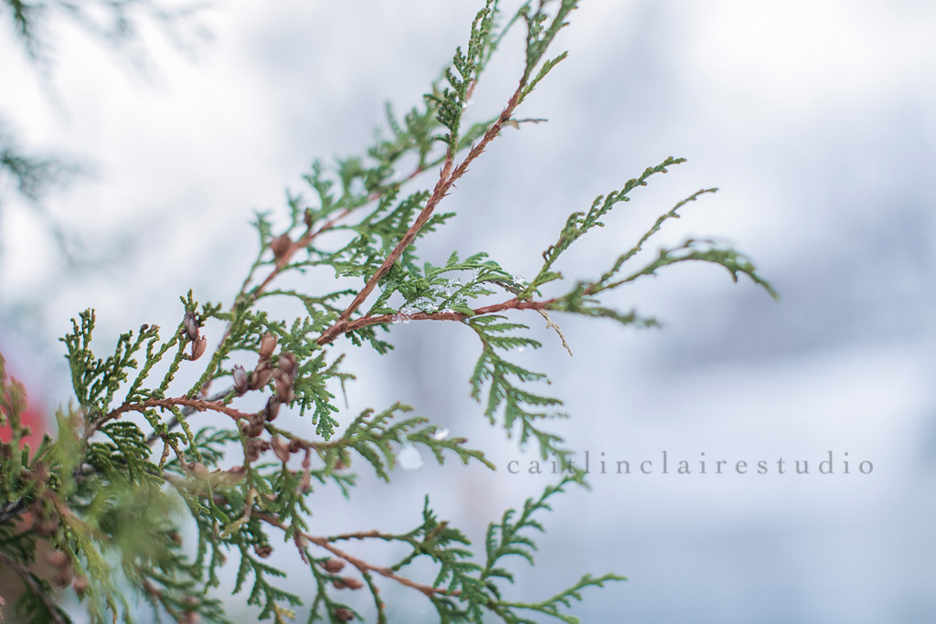 Caitlin_Claire_Studio_Wisconsin_Photography_Tennessee_Winter_Snow_16